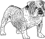 Bulldog Sketch