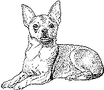 Chihuahua drawing