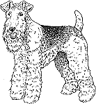 Fox Terrier drawing