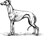Greyhound Sketch