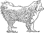 Samoyed Sketch