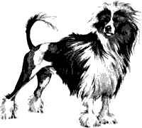 Waterdog Sketch